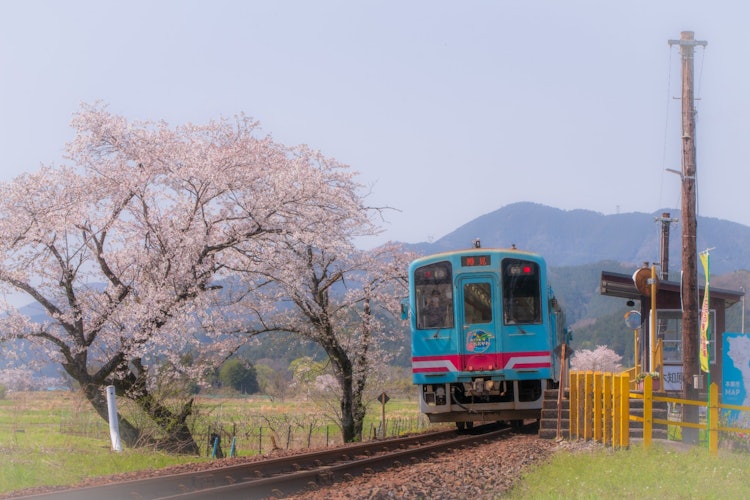 [이미지1]다루미 철도의 고치보라 역에서 촬영.다루미 철도는 복고풍 열차로 유명하지만, 벚꽃 시즌이 오면많은 사진가들이 모여 벚꽃과 기차 사진을 찍습니다.