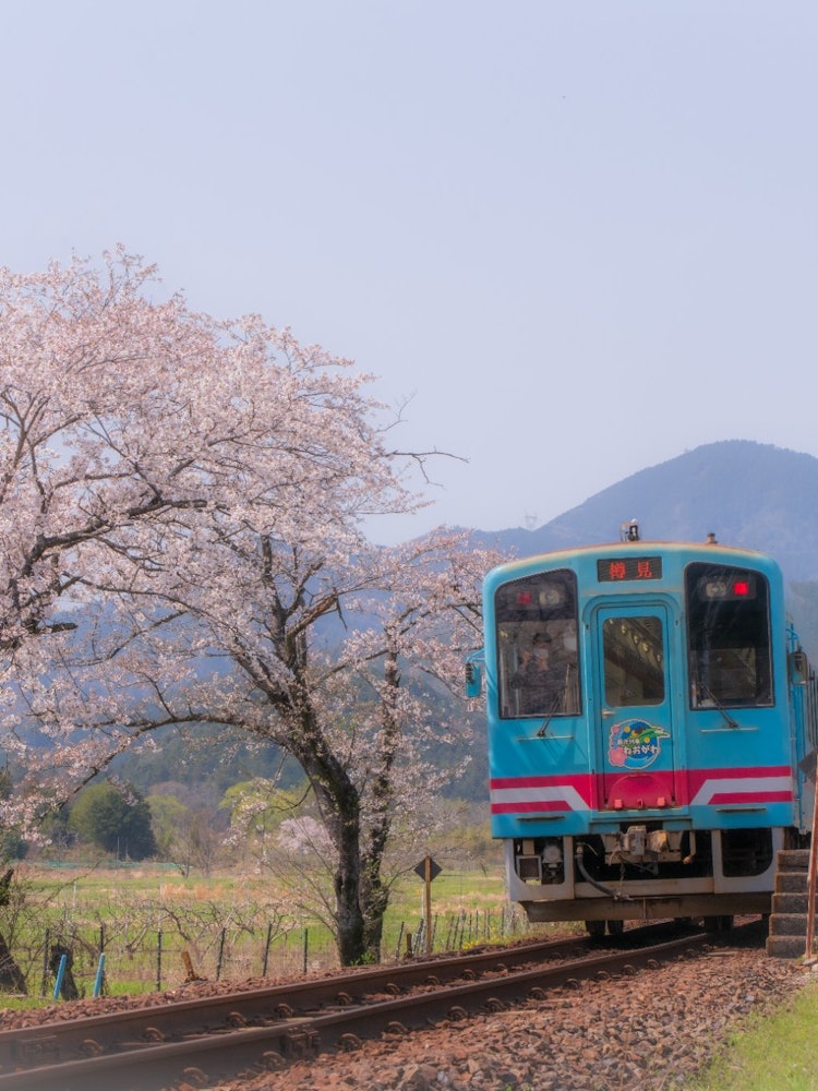 [相片1]攝于樽見鐵道高知波拉站。樽見鐵道因其復古列車而廣受歡迎，但當櫻花季節到來時，許多攝影師聚集在一起拍攝櫻花和火車。