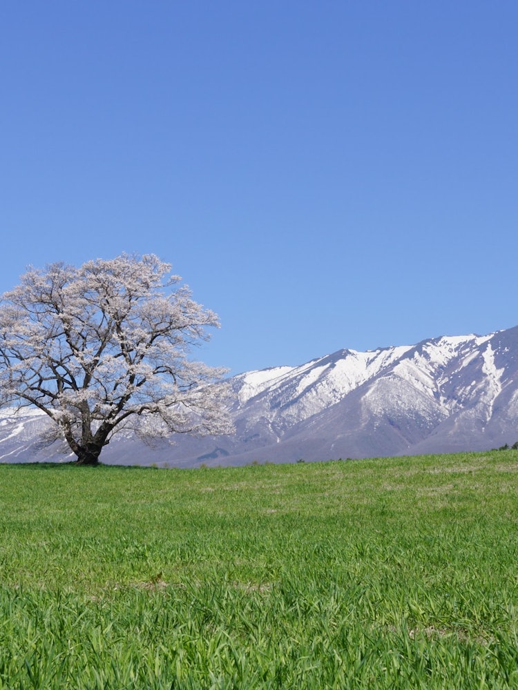 [画像1]撮影場所：岩手県 小岩井農場の一本桜広大な牧草地にたつ一本桜は圧倒的な存在感があります。この辺りは5月上旬に満開の時期を迎えるのですが、奥にそびえる岩手山にもまだ雪が残っており、牧草の緑と桜、雪と青空