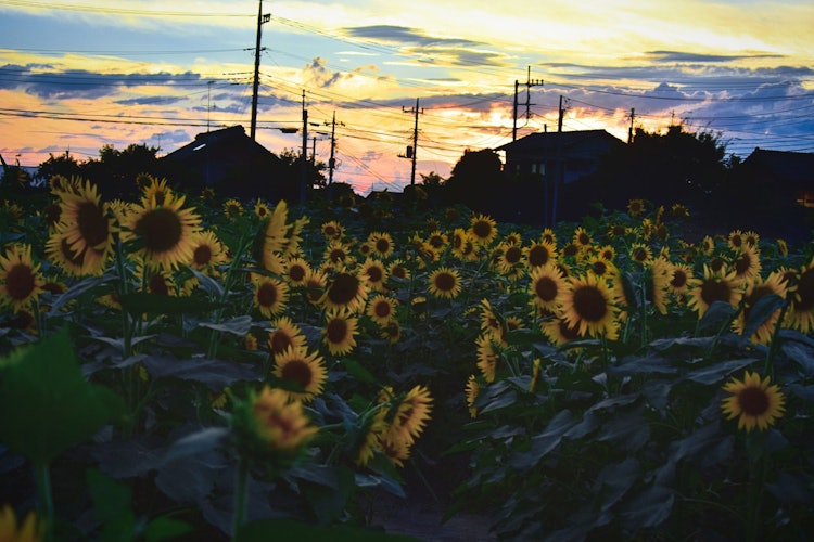 [Image1]The sunflower field in Kumagaya looks very beautiful, especially during sunset. Although I didn't kn