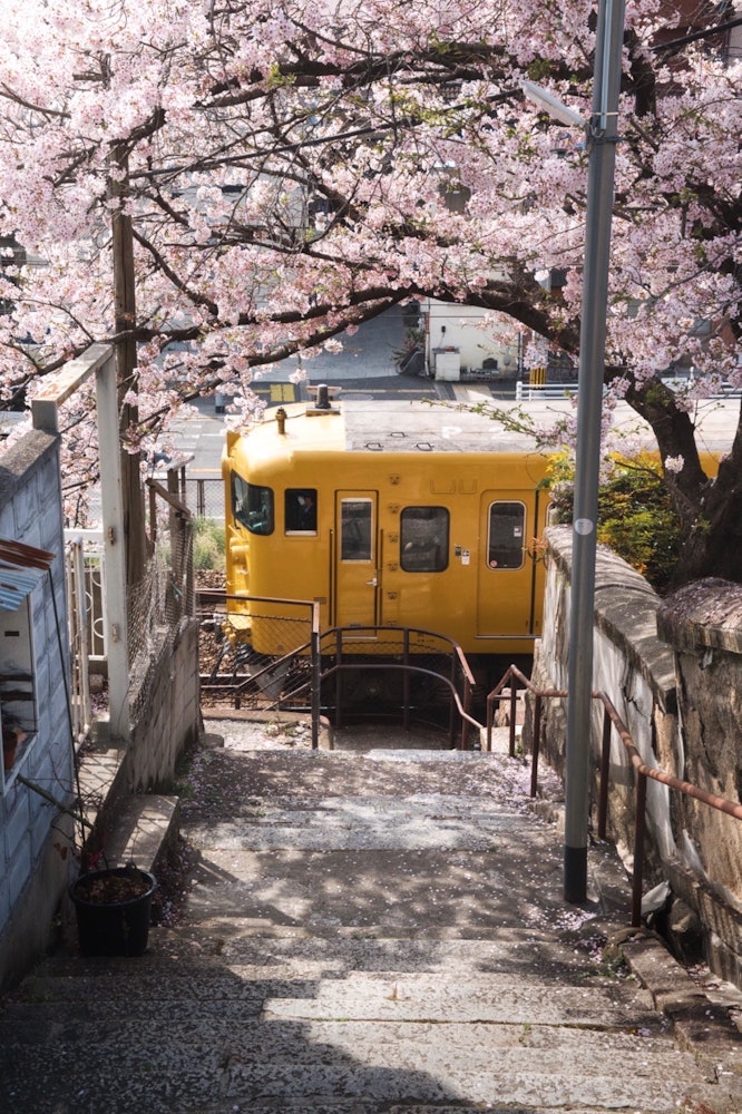 [相片1]春天尾道到處盛開的櫻花，無論在哪裡切，都會風景如畫。 我拍了一張在山陽本線上行駛的黃色火車作為主題。 黃色的火車和粉紅色的櫻花之間的對比非常美麗。