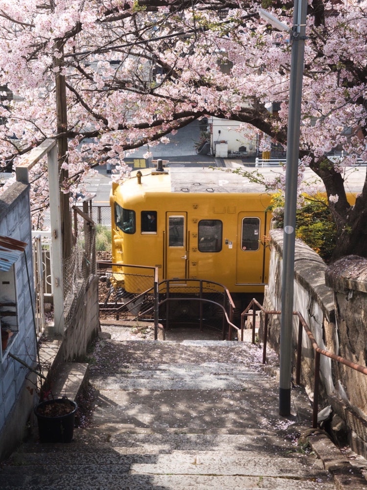 [Image1]Cherry blossoms are blooming here and there in Onomichi in spring, and no matter where you cut it, i
