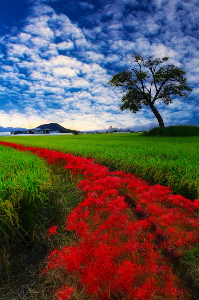 [相片1]红彼岸花像红地毯一样盛开，很漂亮。