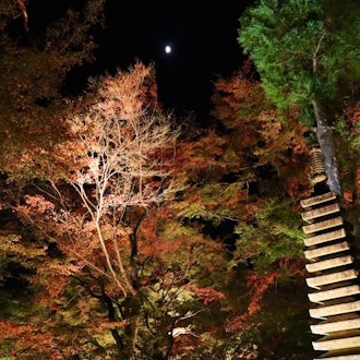 [画像1]京都の嵐山にある、宝厳院のライトアップ。
