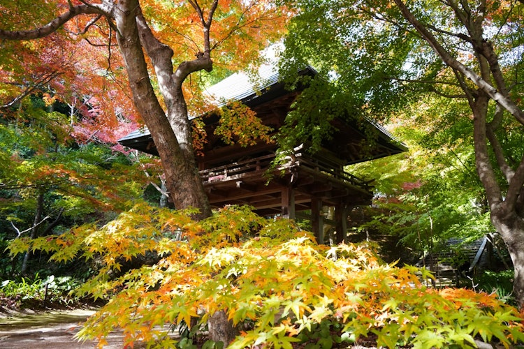 [相片1]它是山口县著名的红叶之地，被称为红叶寺。从山门到入口，再到辖区，到处都是枫树，鲜红色的颜色为寺庙增添了色彩。