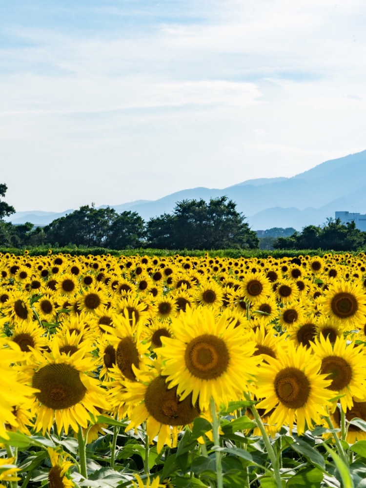 [Image1]It is a Zama sunflower field.
