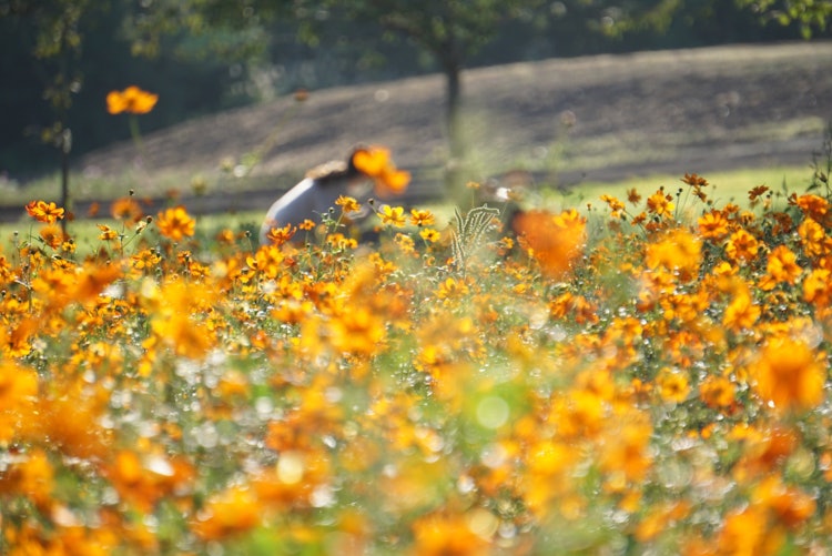 [Image1]It is a Kibana cosmos field in Miyagi Prefecture and so much garden.Autumn flowers bloom brightly fr