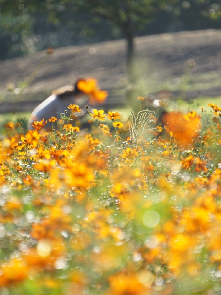 [Image1]It is a Kibana cosmos field in Miyagi Prefecture and so much garden.Autumn flowers bloom brightly fr
