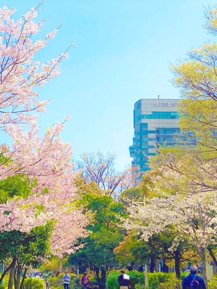 [Image1]#Yamashita Park End of March. Hey leaf cherry.🌸 I want to take a picture when it is in full bloom an