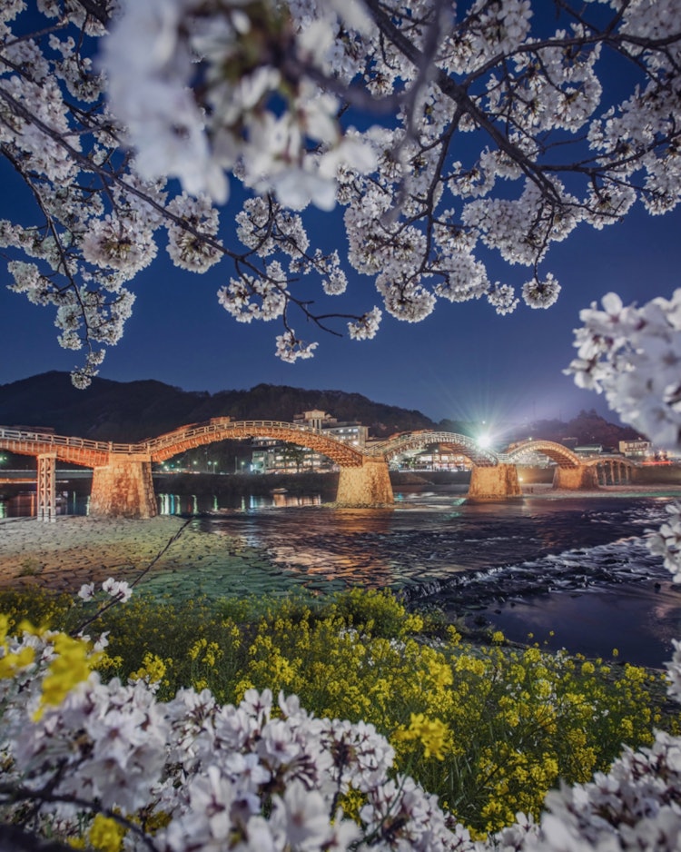 [이미지1]Kintai Bridge, 이와쿠니, 야마구치(야마구치 현의 추천 명소)#긴타이 대교 👈 @iwakuni_travel 유채밭과 인근 야마구치현의 긴타이 대교에서 벚꽃 프레임🖼에서 