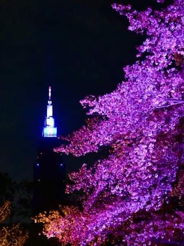 [이미지1]올해 도쿄에서 가장 큰 국립 공원인 신주쿠 교엔은 매우 독특하고 매혹적인 야간 벚꽃 행사를 개최했습니다. 도쿄 근처에 사는 사람들은 이 행사를 꼭 방문해야 합니다.