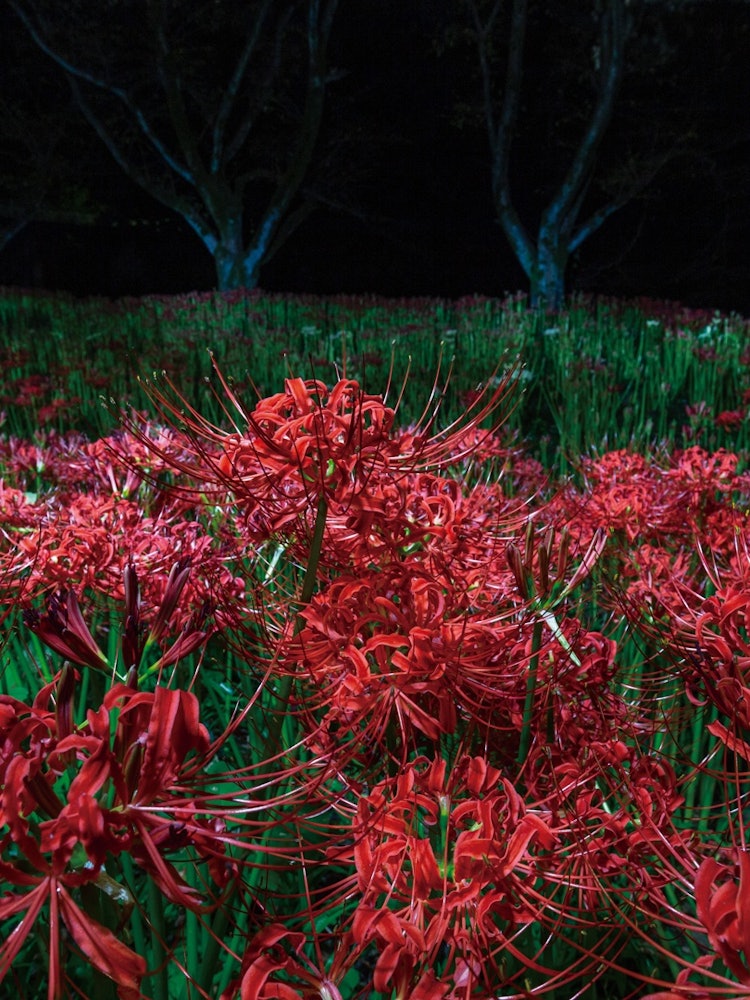 [相片1]我用夜燈照著紅色的蜘蛛百合花，並在另一邊拍攝了夜晚。