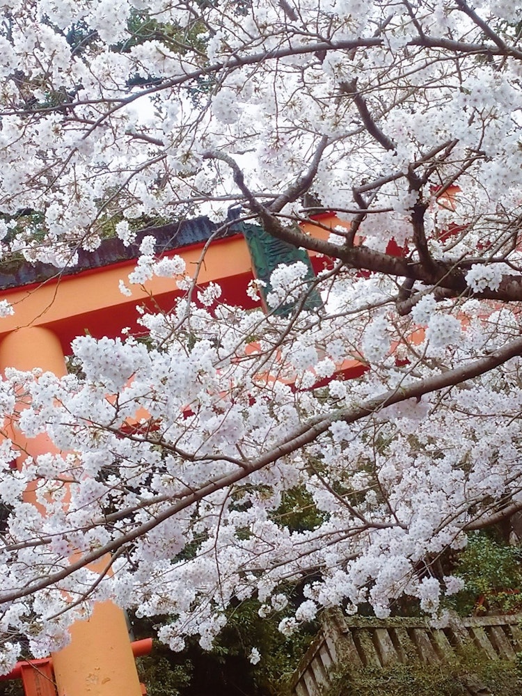 [Image1]Cherry blossoms and shrines in full bloom! It's the spring of Japan!This is called Wakamiya Inari Sh