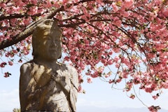 [画像2]【大日如来坐像の八重桜が満開です！ 】市内のソメイヨシノはあっという間に散ってしまいましたが、大日如来坐像（おでいにっちゃん）の八重桜が満開です。 伝嗣院を少し下ったところに鎮座しています。 道が狭い