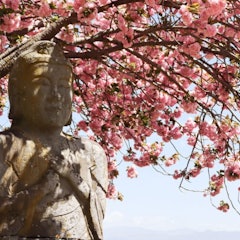 [Image2][The Yae Cherry Blossom of The Buddha Dainichi is in full bloom! ] 】The Someiyoshino trees in the ci