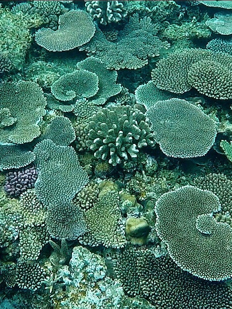 [画像1]海の中、珊瑚礁。 沖縄の綺麗な海でシュノーケリングしたときに撮影した写真です。 たくさんの熱帯魚と珊瑚礁でどれだけ見ていても飽きないこの景色は沖縄でしか味わえない。 コロナがおさまったら1番に行きたい