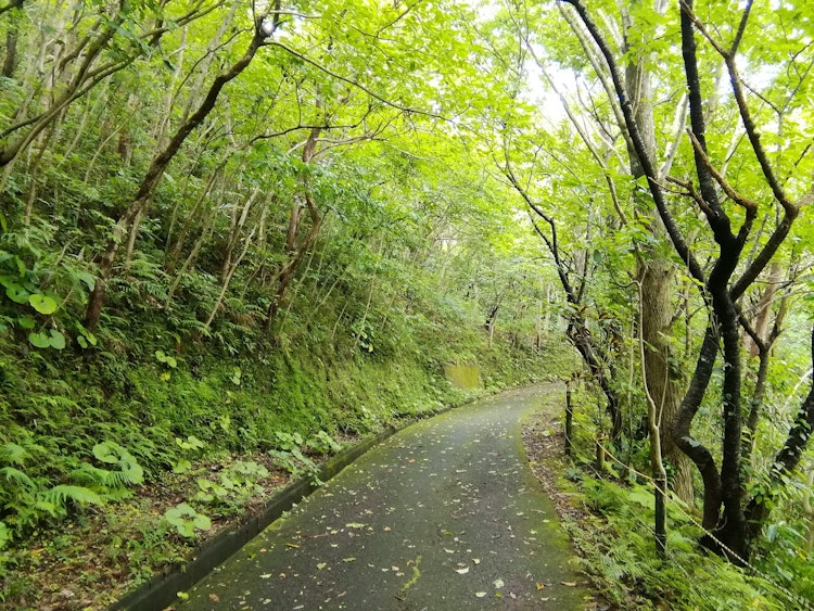 [Image1]Up Naze Ogami Yama, Amami Oshima, Kagoshima Prefecture. Surrounded by nature, there are plants uniqu