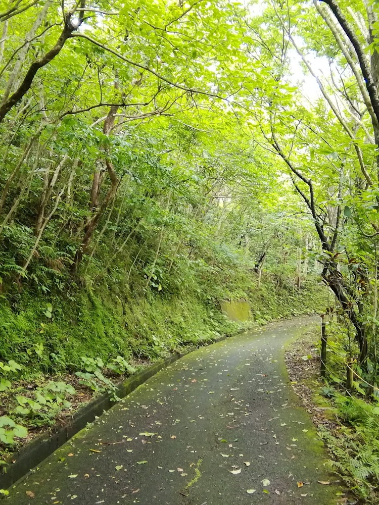 [Image1]Up Naze Ogami Yama, Amami Oshima, Kagoshima Prefecture. Surrounded by nature, there are plants uniqu