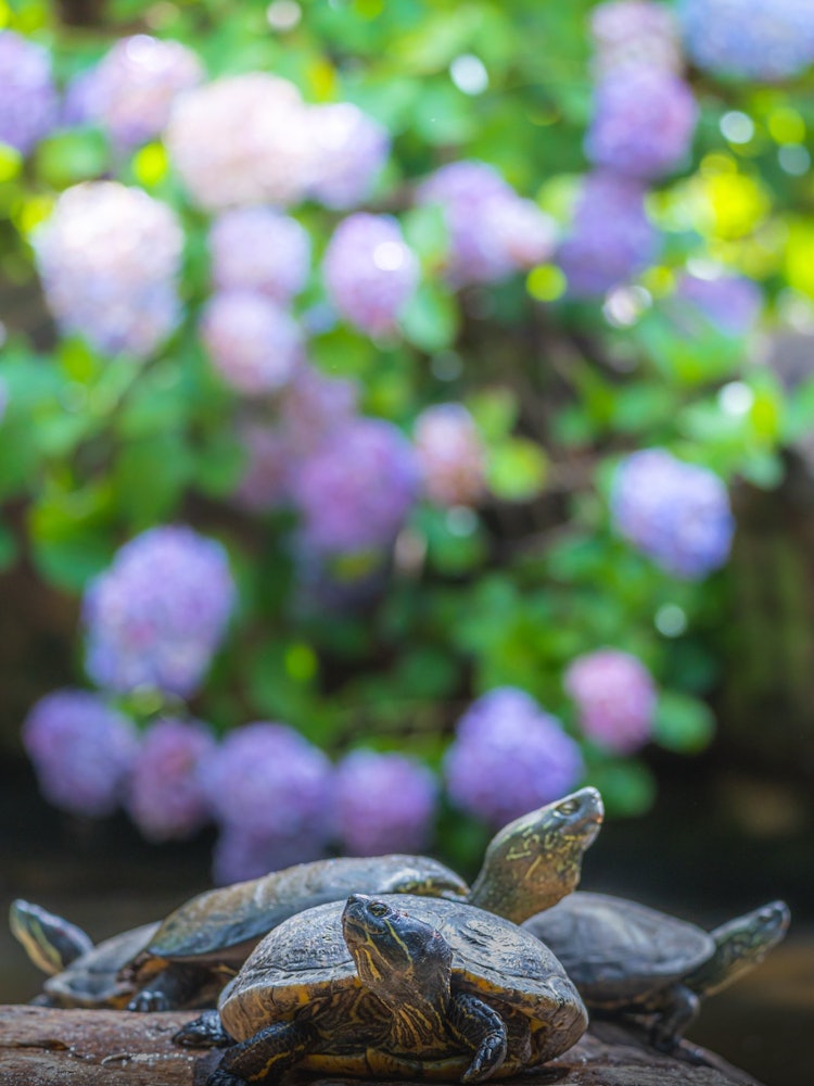 [Image1]Turtle and hydrangea w(Vertical composition)