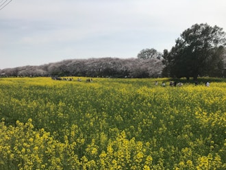 [相片2]去了埼玉县的权源堂公园。在这里阅读它，并决定在周末检查一下。是一个非常棒的地方。四处走走，看樱花和油菜花，玩得很开心。也有很多很酷的纪念碑。绝对推荐给任何考虑访问🎏的人