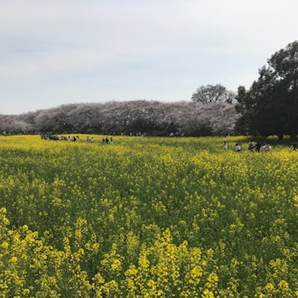[Image2]Went to Gongendo Park in Saitama. Read about it on here and decided to check it out for the weekend.