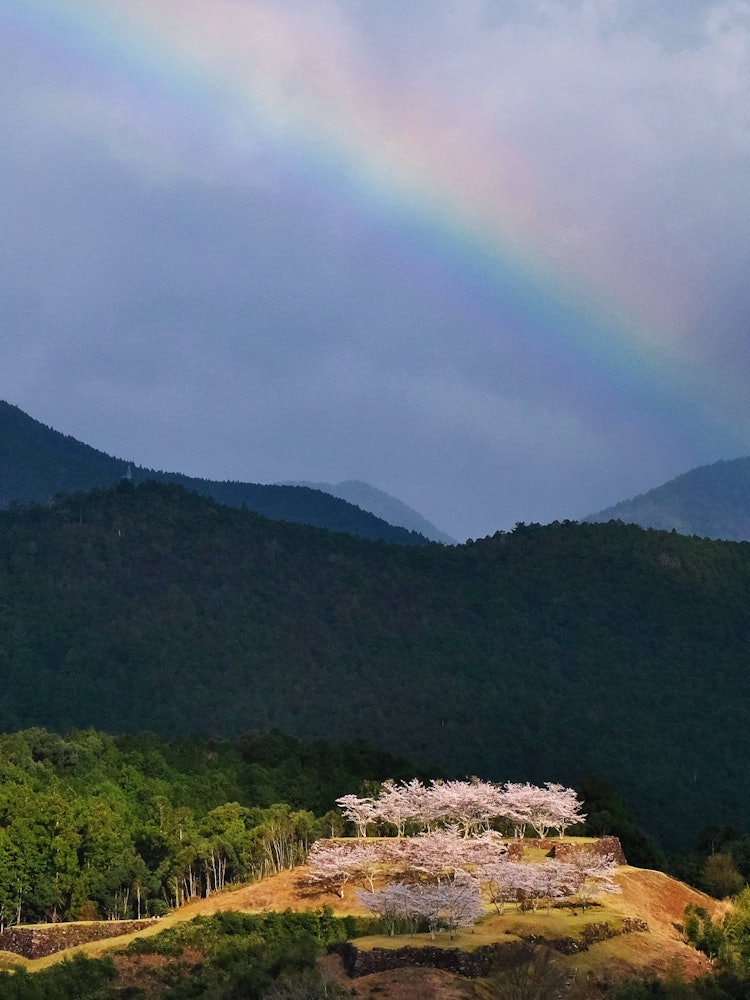 [画像1]三重県熊野市・赤木城址、スポットライトを浴びたような桜と、虹が迎えてくれました。 見事な舞台演出でした。