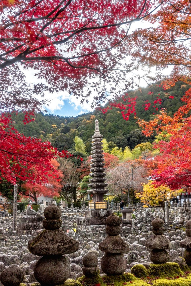 [相片1]被秋叶包裹的佛塔 🍁这个位于京都府　　　　　　　“Adashi no Nembutsuji寺”据说有8000尊石佛和宝塔散落在卡诺山上。 似乎他们一个接一个地收集起来，创造了现在的形状。秋天的树叶也盛
