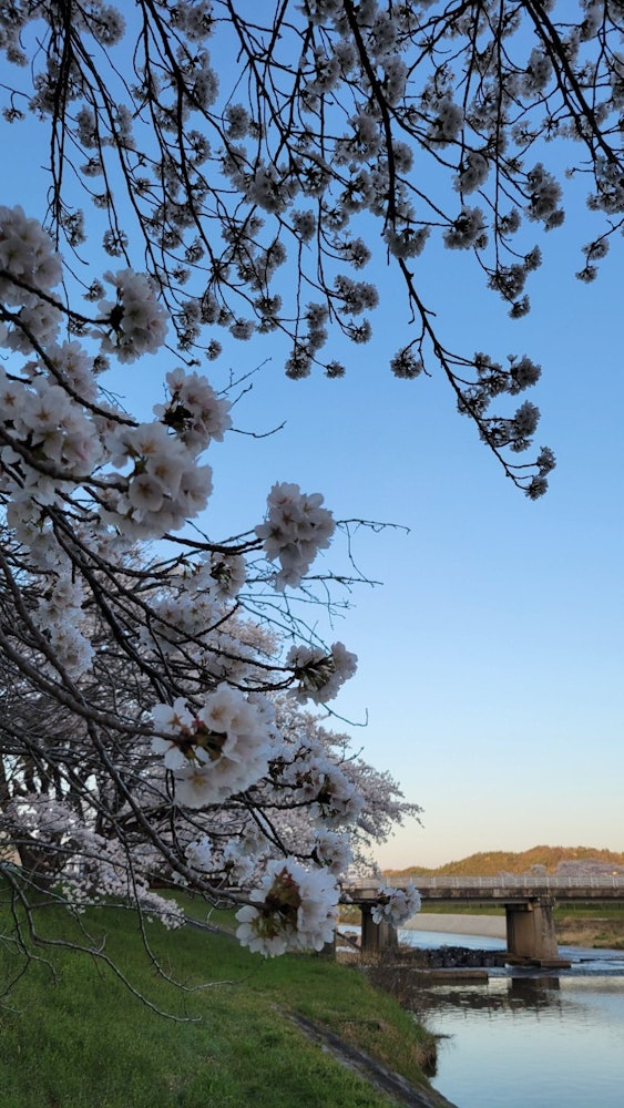 [画像1]島根県雲南市にある三刀屋川河川敷の桜🌸です。 ここは🌸が散り始めると御衣黄と言って緑色の桜🌸が咲きます。 この花もとっても可愛らしいですよ✨