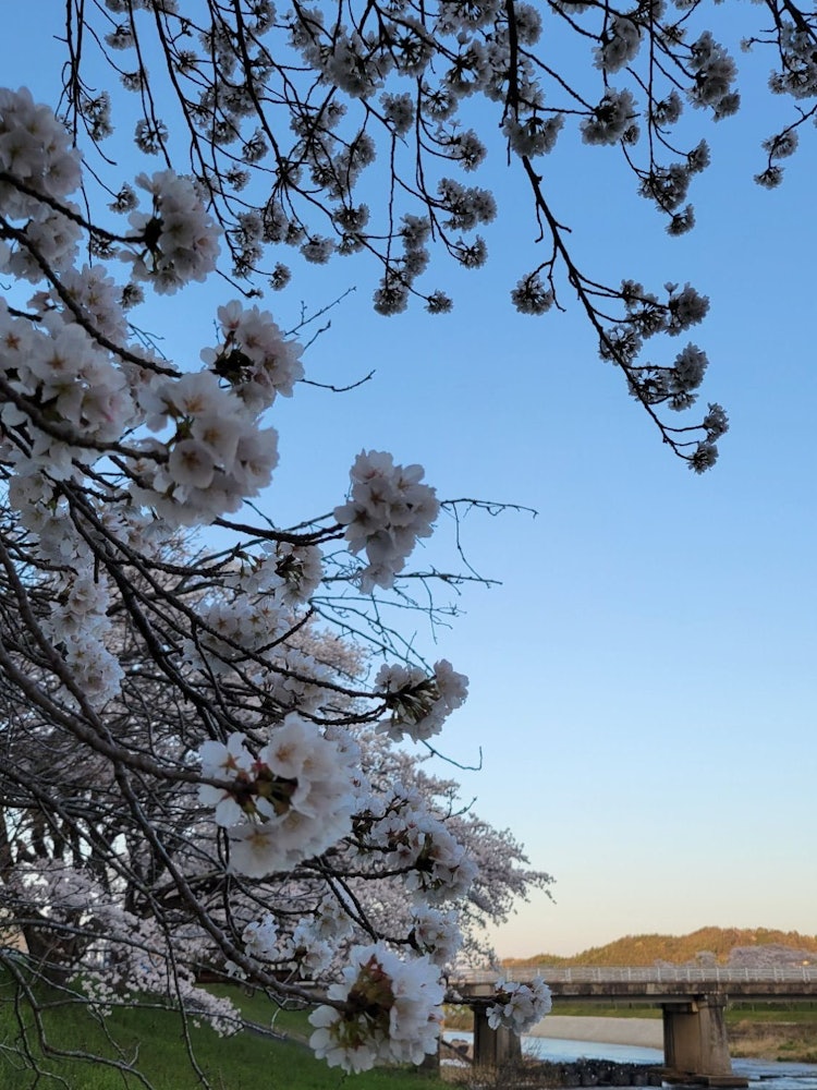 [相片1]它是岛根县云南市三都亚河床上的樱花🌸。 🌸 当它开始散去时，绿色的樱花🌸盛开，称为Miroi黄色。 这朵花也很可爱✨。