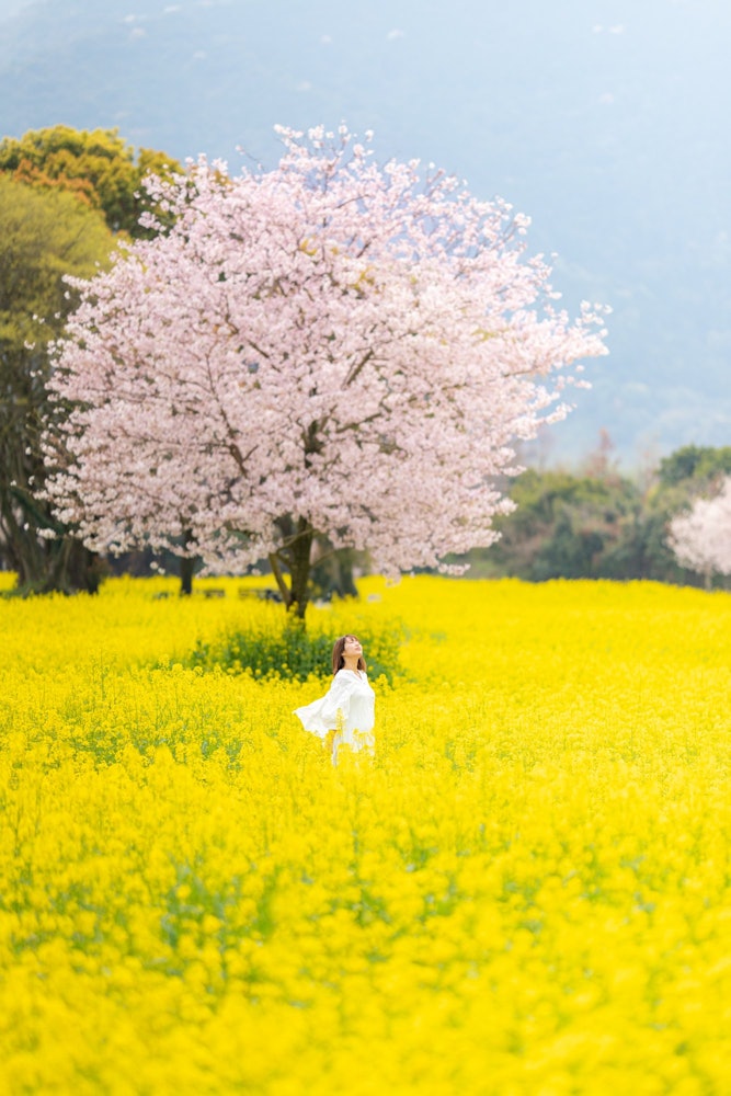 [이미지1]나가사키현의 시마바라 히하리야마 공원!봄에는 유채꽃과 벚꽃의 절경을 볼 수 있습니다!