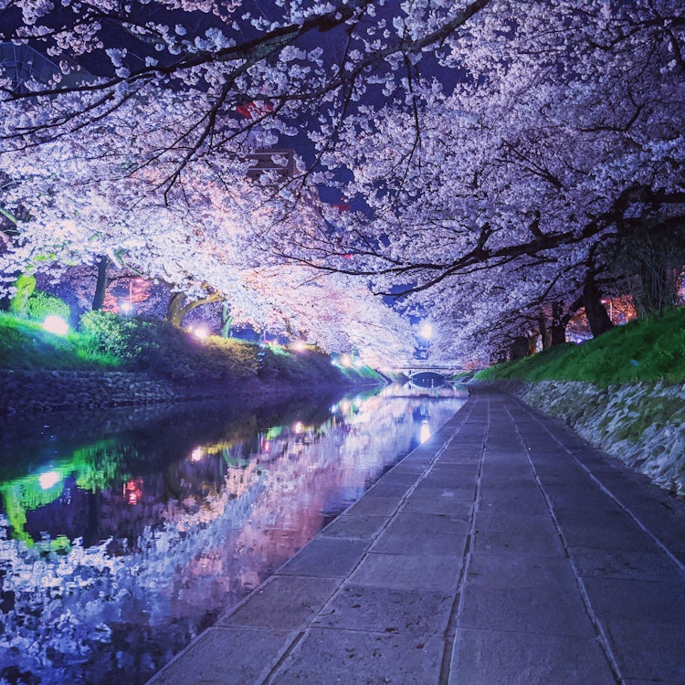 [Image1]Night Sakura