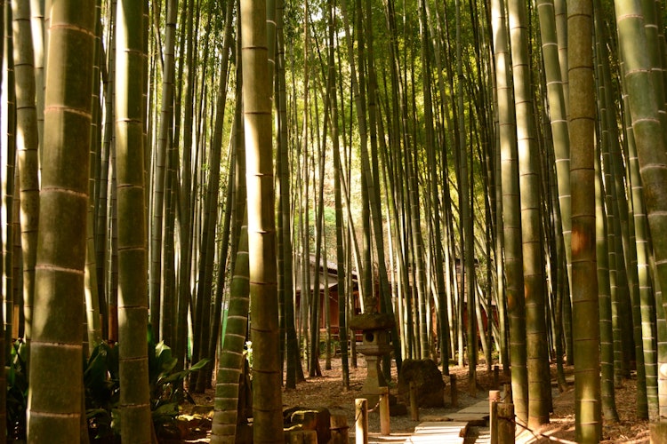 [Image1]It is a bamboo forest of Hokokuji Temple in Kamakura.Bamboo forests, which are not so rare for Japan