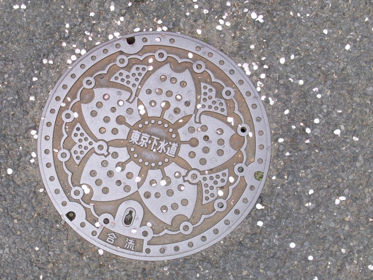 [Image1]Cherry blossom manhole topped with petalsHakusan, Bunkyo-ku, Tokyo