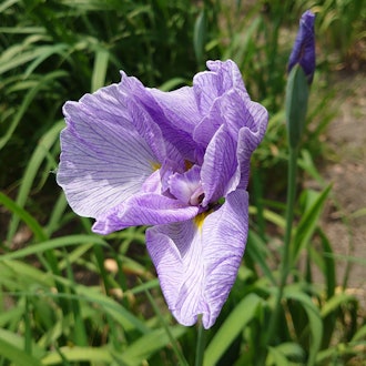[Image2]It's such a time of year again.As for the iris field, I think the best time to see it is about a wee