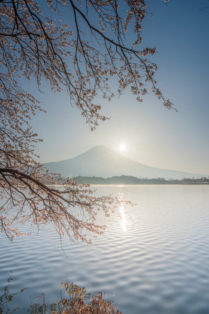 [이미지1]일본의 자연후지산과 벚꽃 후지산과 벚꽃이 더해져 햇볕을 쬐고 아침에 멋진 첫 사진 촬영을 즐길 수있었습니다.시즈오카에 위치