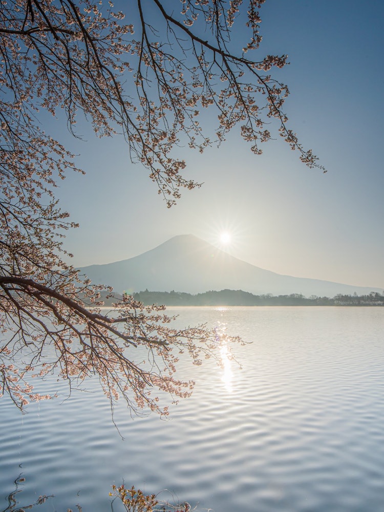 [Image1]Nature in JapanMt. Fuji and cherry blossoms With the addition of Mt. Fuji and cherry blossoms, I was