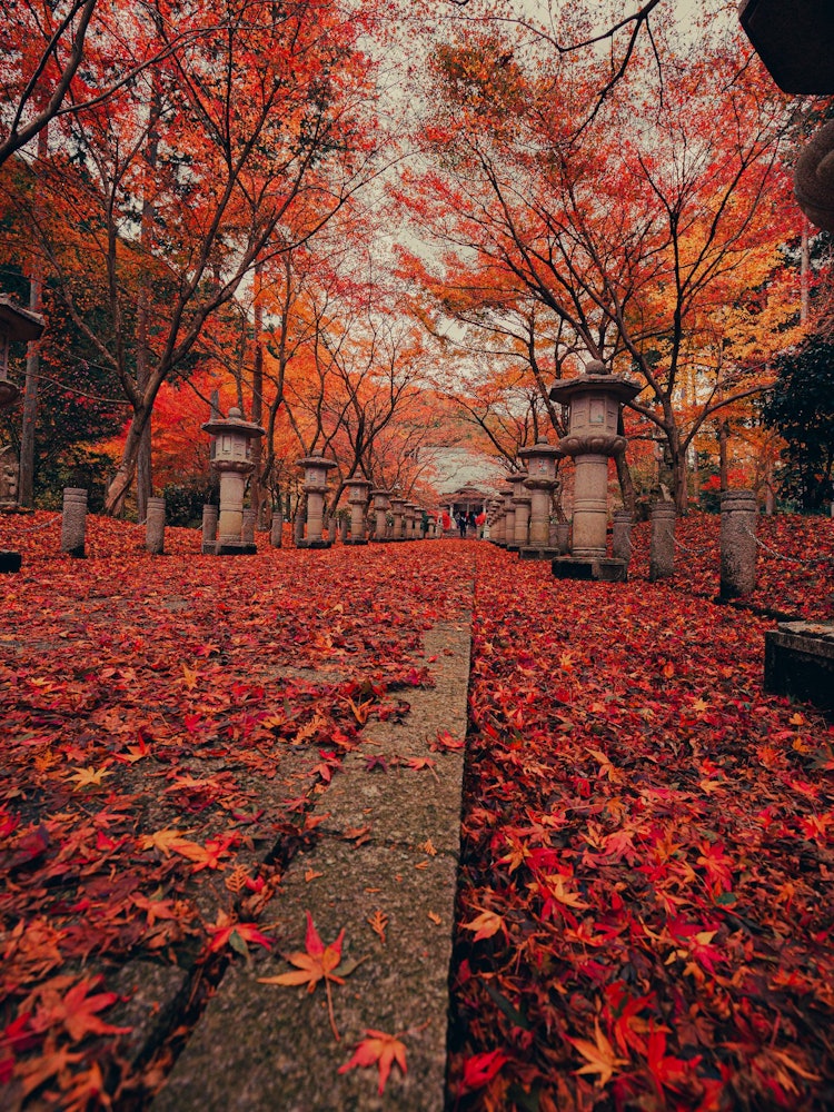 [相片1]日本的秋天晚秋的红叶兵库县内