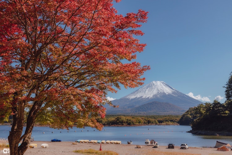 [Image1]Autumn leaves, Mt. Fuji and blue sky are so beautifulThe trees on the shore of Lake Shoji begin to h