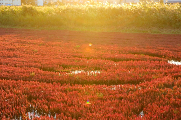 [画像1]夕方の西日の光がサンゴ草に降り注ぐ撮影場所 能取湖サンゴ草群落地撮影日 2021.9.19