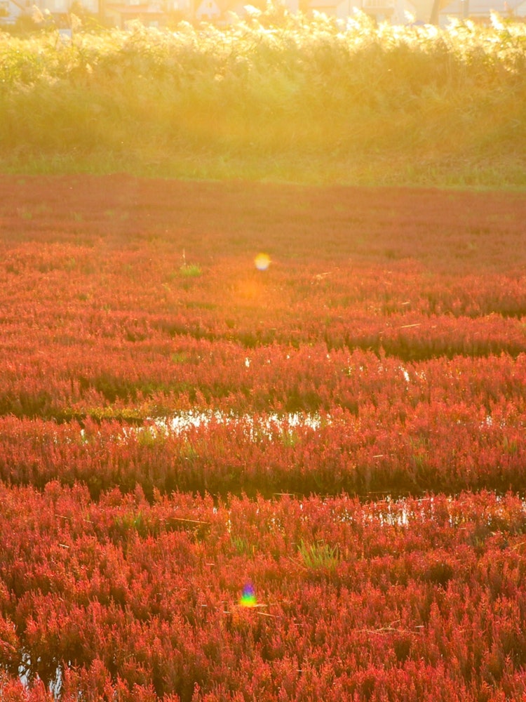 [Image1]Evening western sunlight falls on coral grassShooting location: Lake Notori coral grass colonyShooti