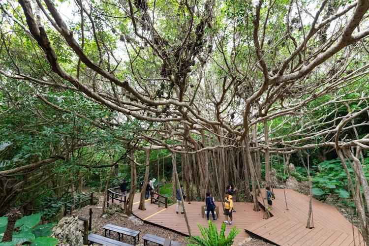 [画像1]沖縄本島北部の大石林山にある巨大なガジュマルです。大石林山にはトレッキングコースが4つあり、そのうちの一つ「ガジュマル、森林コース」にある「御頭(うがん)ガジュマル」。 樹齢約200年で樹冠の周りは日