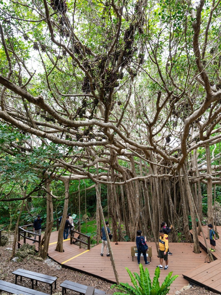 [相片1]它是位于冲绳本岛北部大石林山上的巨大榕树。大石林山上有四条徒步路线，其中一条是“榕树路线”上的“敖干榕树”。 这棵树大约有200年的历史，据说是日本树冠周围最大的树，似乎有很多名人来这里。它的大小是压