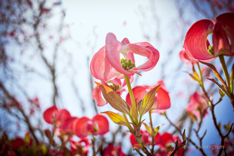 [画像1]あまり見たことのない花があったのでその時の1コマ。場所は栃木県足利市の足利フラワーパーク！春夏秋冬いろんな花が咲いてる場所なのでおすすめです！