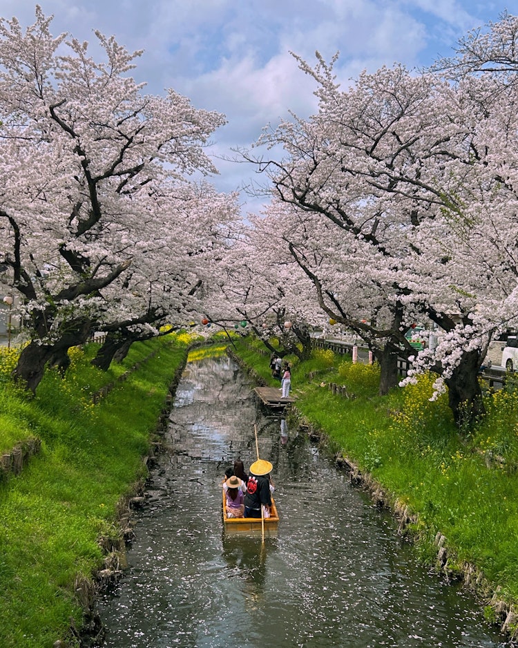 [이미지1]4/8/24 촬영.가와고에 히카와 신사 뒤편에는 신가시 강의 벚꽃이 있습니다.이번 주에는 꽃 뗏목을보고 싶어서 여러 번 갔다.