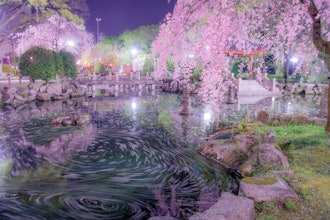 [이미지1]기후시, 기후현 기후현 기후공원 앳 일중 우호의 정원흩어져있는 꽃잎이 부드럽게 움직이는 일본의 감정을 느꼈습니다.#봄 #사진 콘테스트