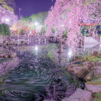 [이미지1]기후시, 기후현 기후현 기후공원 앳 일중 우호의 정원흩어져있는 꽃잎이 부드럽게 움직이는 일본의 감정을 느꼈습니다.#봄 #사진 콘테스트