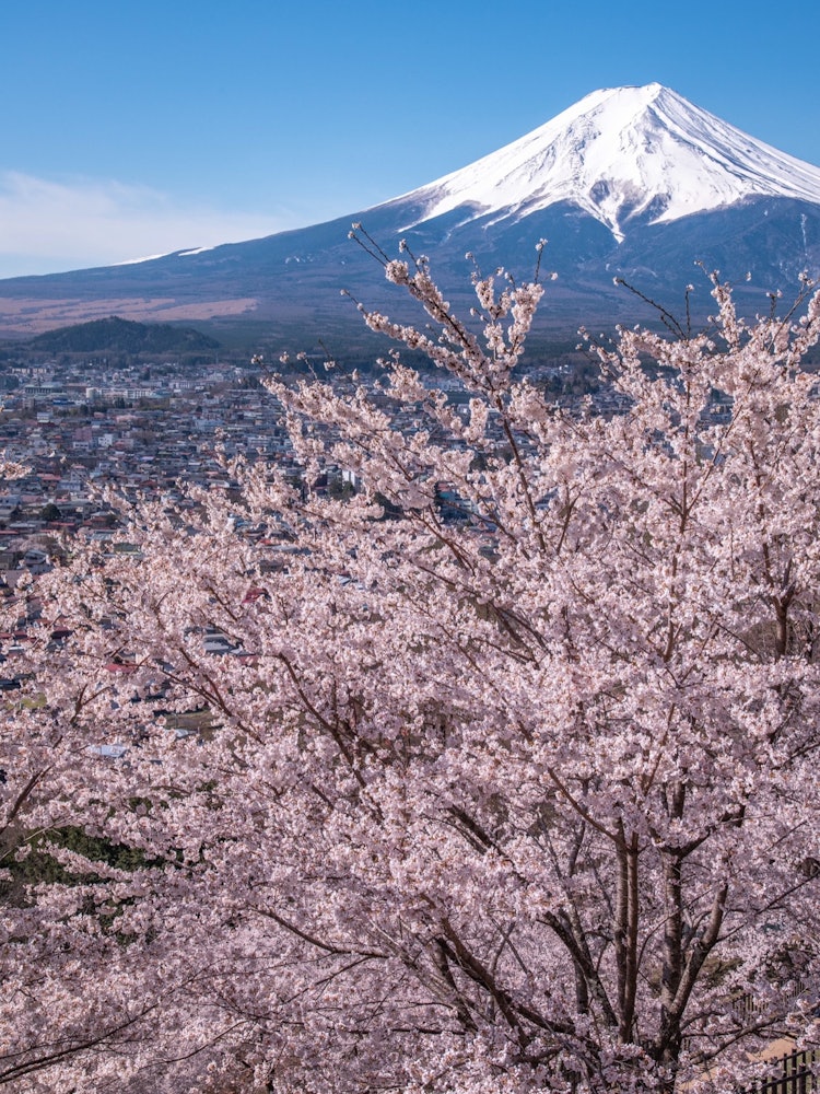 [Image1]Obsessed with the charm of Mt. FujiSpring Fuji 🌸 (2)