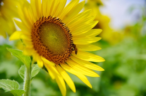 [相片1]每當看見香川縣高松市佛生山的向日葵花田，就會想起Henry Mancini的電影，《Sunflower》。 在盛開的向日葵旁貿然出現的一朵枯萎的向日葵，隱隱透露出一股悲傷。