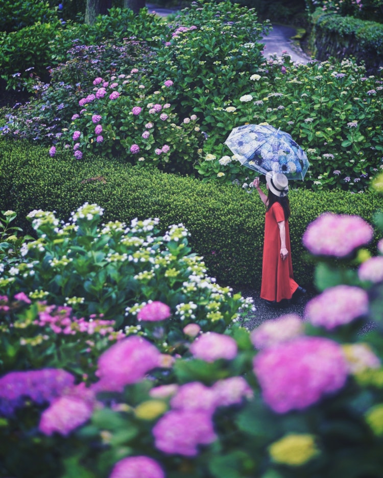 [相片1]廣島三原三溪園（廣島推薦景點）#三溪園@chuoshinrin_park 👈 今天，我放了一塊📸來自三溪園的繡球花三溪園繡球花也盛開。我想你可以在雨天散步。