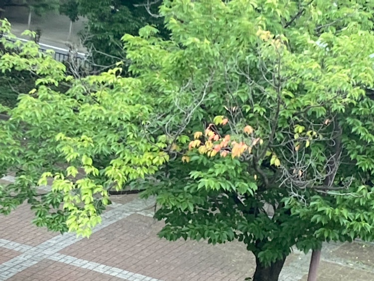 [画像1]夏なのに一部分だけ紅葉をした大島桜です。 不思議でした。 （ふぅ）